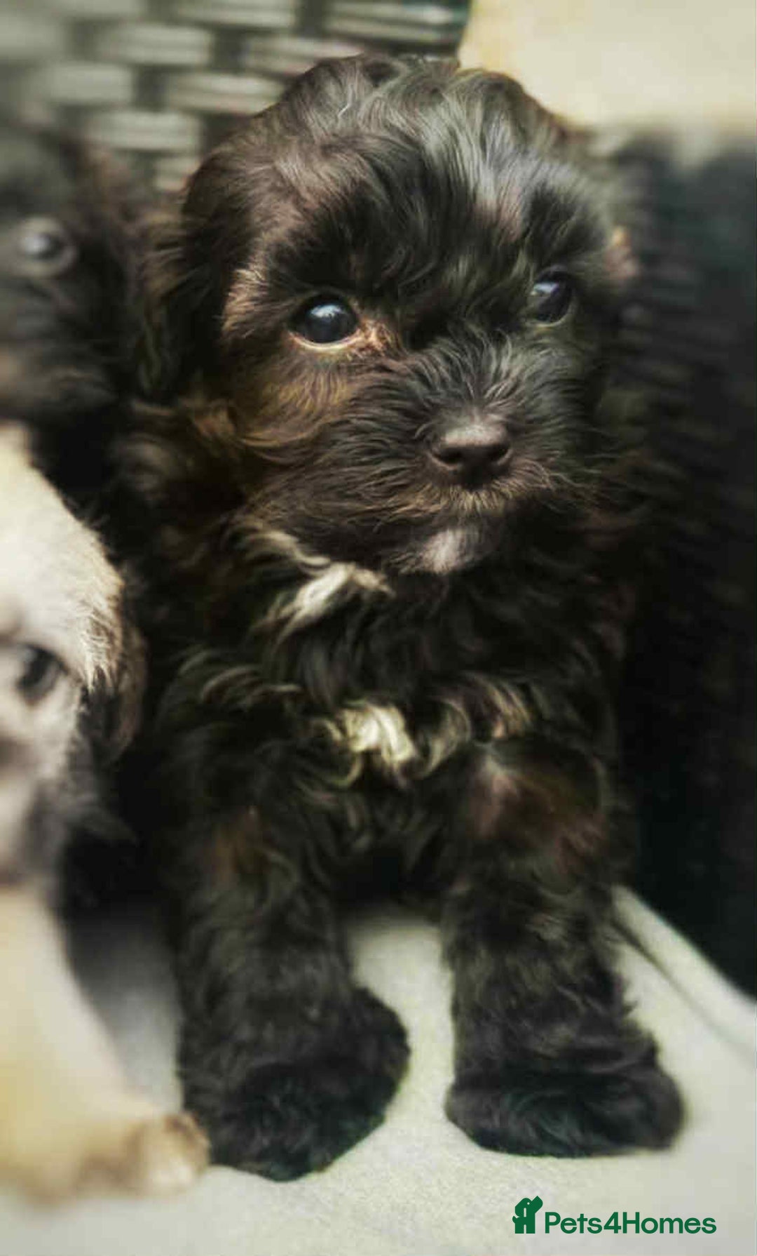 Yorkshire Terrier dogs for sale: Yorkies  - Image 29