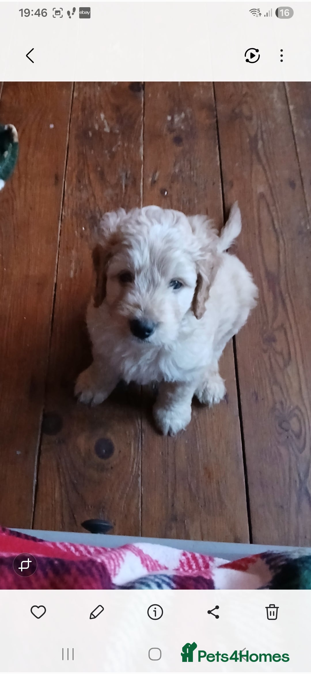 Mixed Breed dogs for sale: 3 beautiful cocker doodles - Advert 7