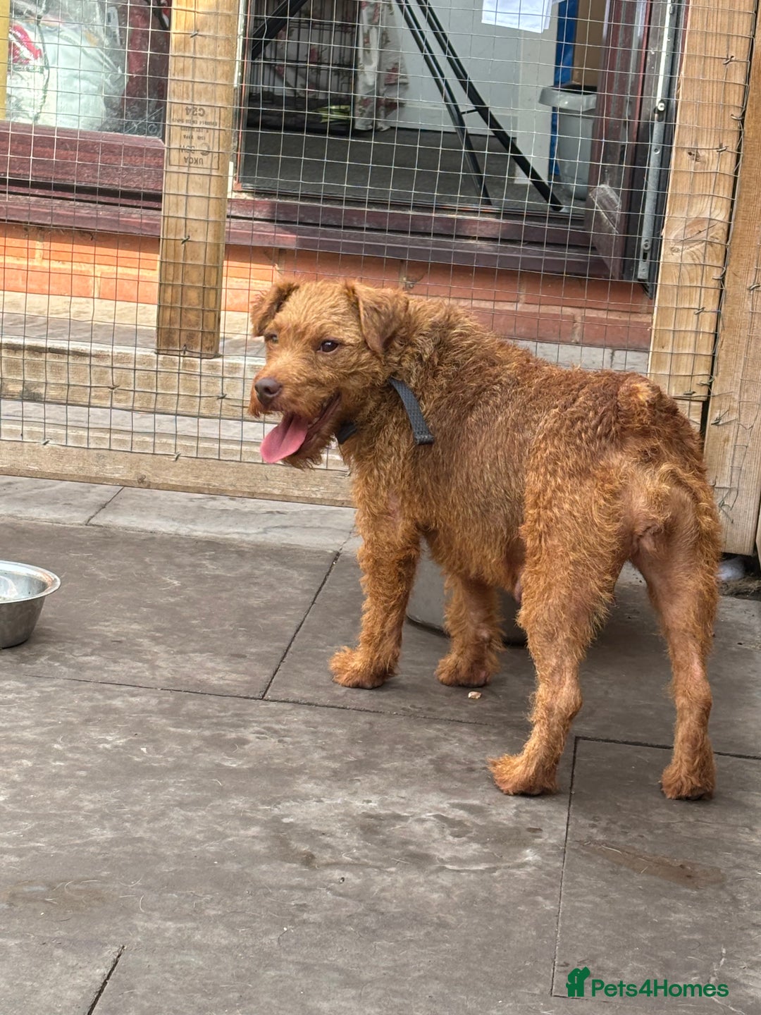 Lakeland Terrier dogs for sale: Red Lakeland Terrier Bitch - Image 2