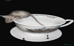 Mouse rodents for sale: Fancy mice 3 boys available  - Image 1