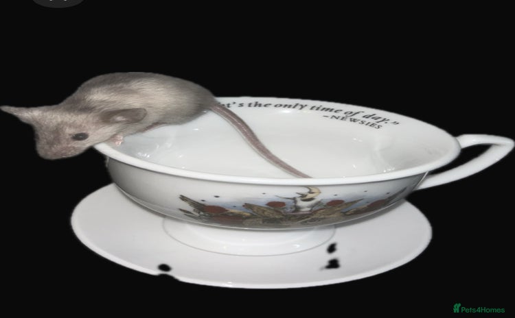 Mouse rodents - Advert 2