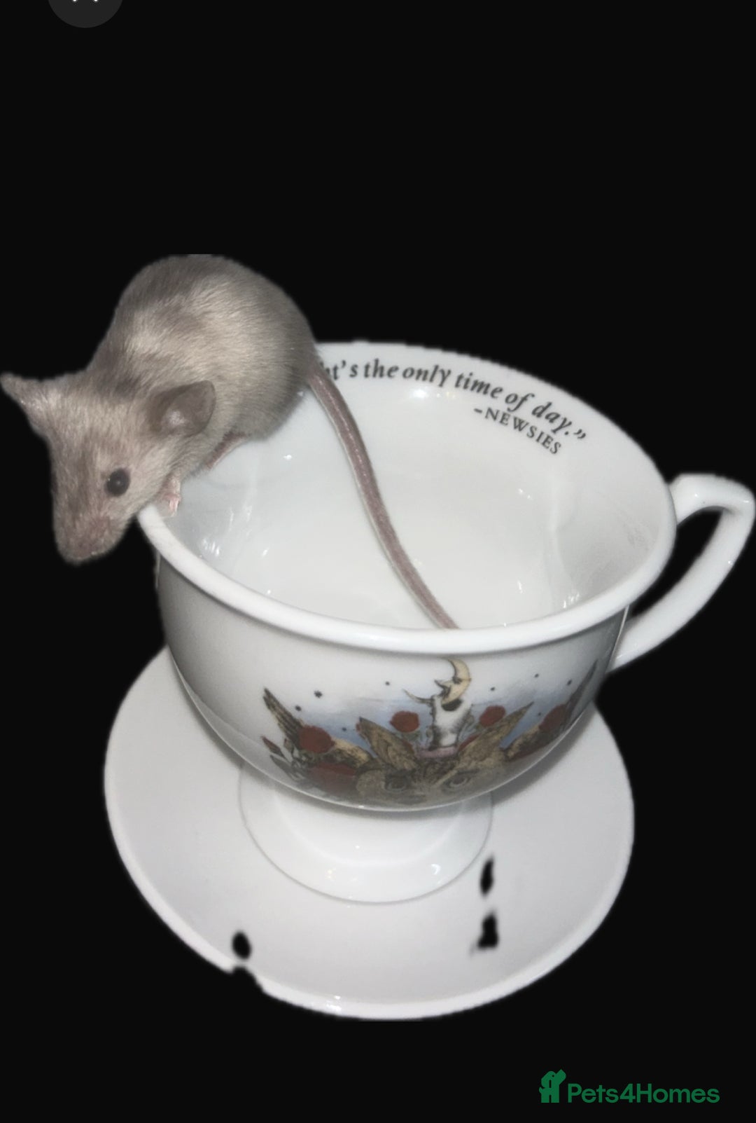 Mouse rodents for sale: Fancy mice 3 boys available  - Image 1