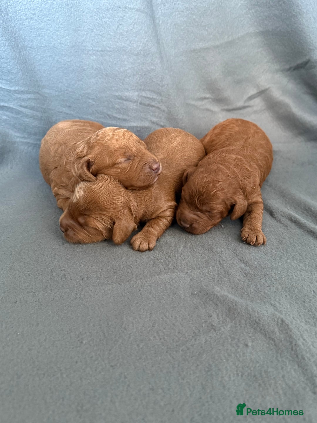 Cavapoo dogs for sale: 5 stunning cavapoo puppies  - Image 4