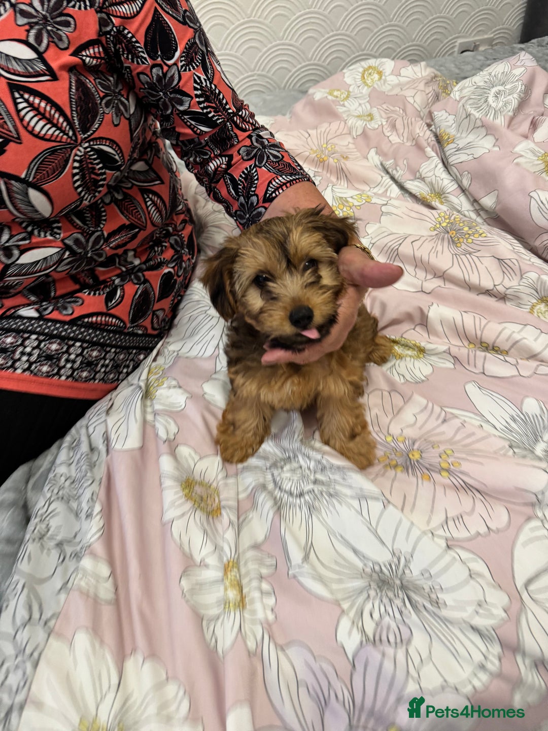 Yorkiepoo dogs for sale: Beautiful Yorkipoo Puppies - Image 4