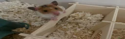 Hamster rodents for sale: Syrian Hamster - around 4 months old in Didcot - Advert 1
