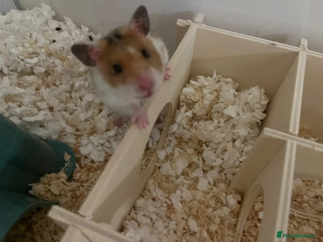Hamster rodents for sale: Syrian Hamster - around 4 months old in Didcot - Advert 1