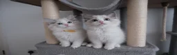 Ragdoll cats for sale: Champion European R-Bloodline Ragdoll Kittens - Advert 16