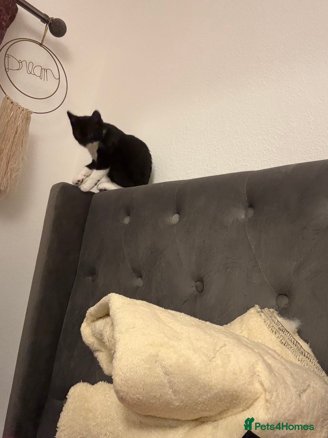 Mixed Breed cats for sale: Kittens  - Advert 7