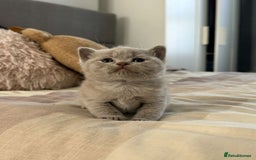 British Shorthair cats for sale: Champion Sired GCCF British Shorthair Kittens - Image 21