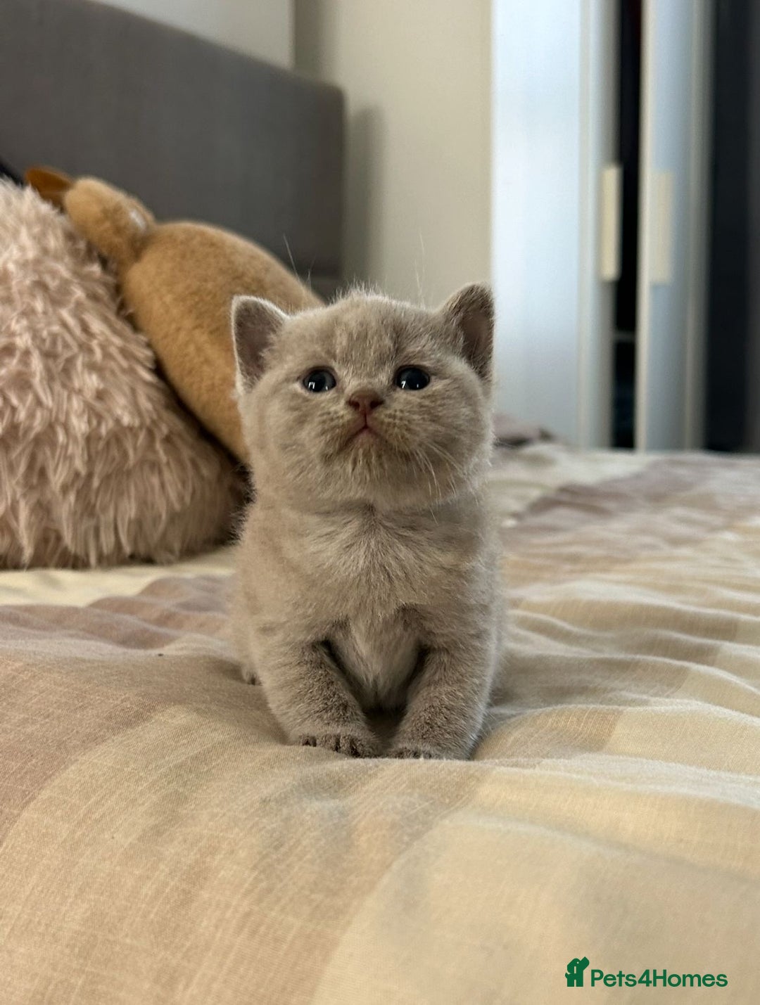 British Shorthair cats for sale: Champion Sired GCCF British Shorthair Kittens - Image 21
