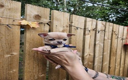 Chihuahua dogs for sale: Beautiful Tiny Chihuahua puppies - Image 8