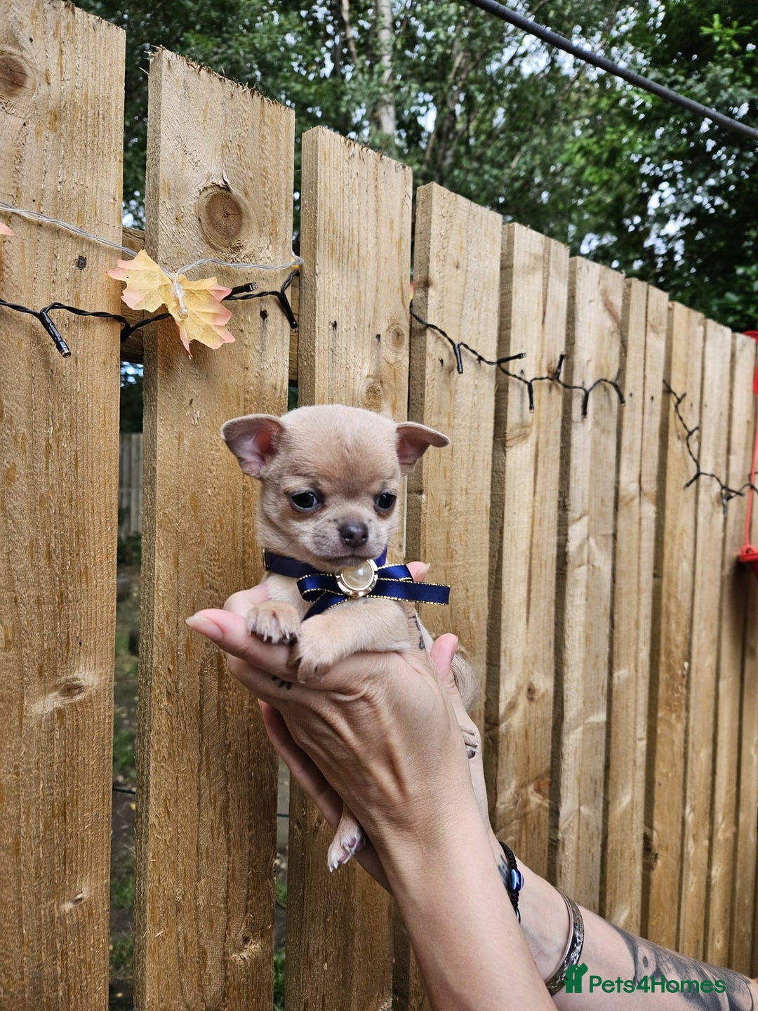 Chihuahua dogs for sale: Beautiful Tiny Chihuahua puppies - Image 8