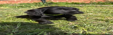 Cocker Spaniel Puppy 5