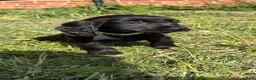 Cocker Spaniel dogs for sale: 5 beautiful cocker spaniel pups  - Advert 4