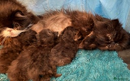 Persian cats for sale: REDUCED GCCF  PERSIANS  - Image 4