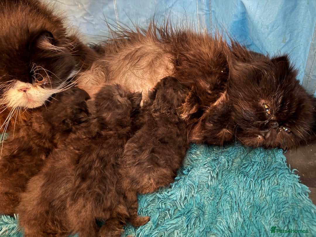 Persian cats for sale: REDUCED GCCF  PERSIANS  - Image 4