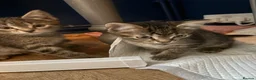 Mixed Breed cats for sale: 4 beautiful tabby kittens for sale - Advert 9