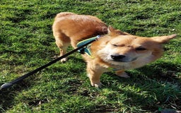 Mixed Breed dogs for adoption: 🐶💙 RYZHIK 💙🐶 - Image 6