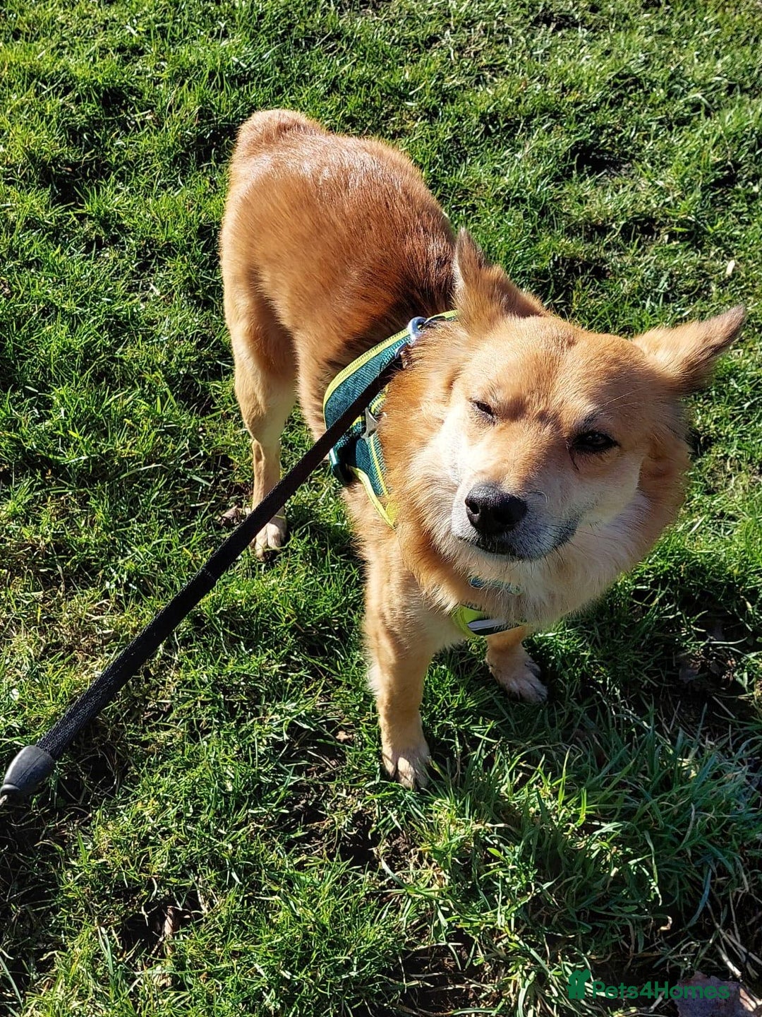 Mixed Breed dogs for adoption: 🐶💙 RYZHIK 💙🐶 - Image 6