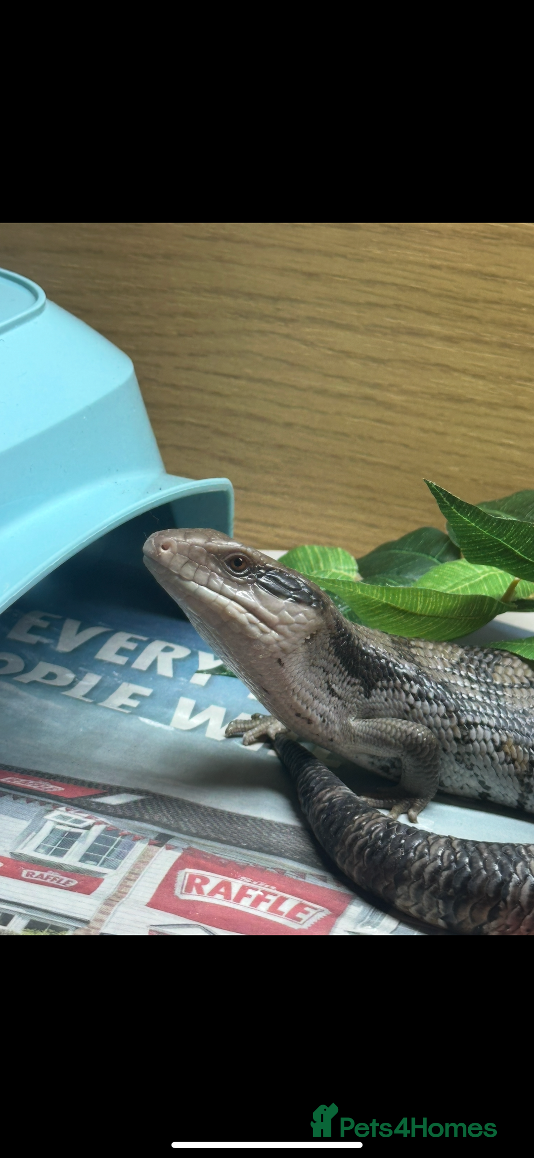Skink reptiles for sale: Blue tounged skink  - Advert 4