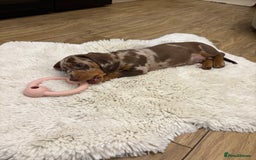 Dachshund dogs for sale: Miniature dacshund - Image 5