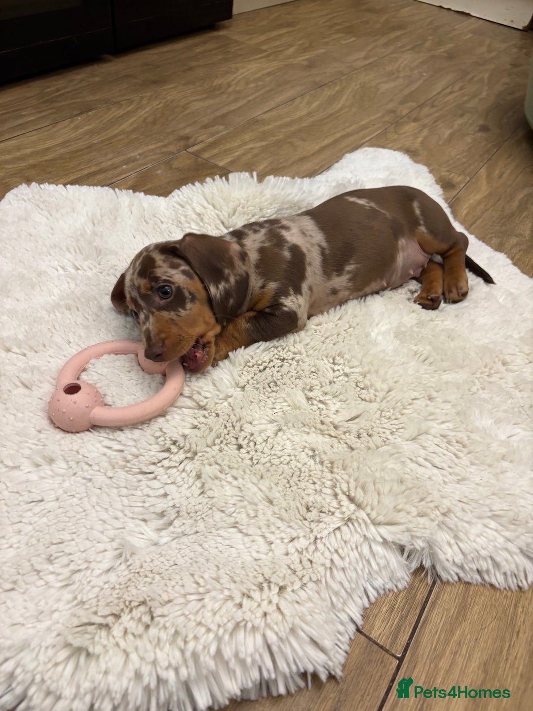 Dachshund dogs for sale: Miniature dacshund - Image 5