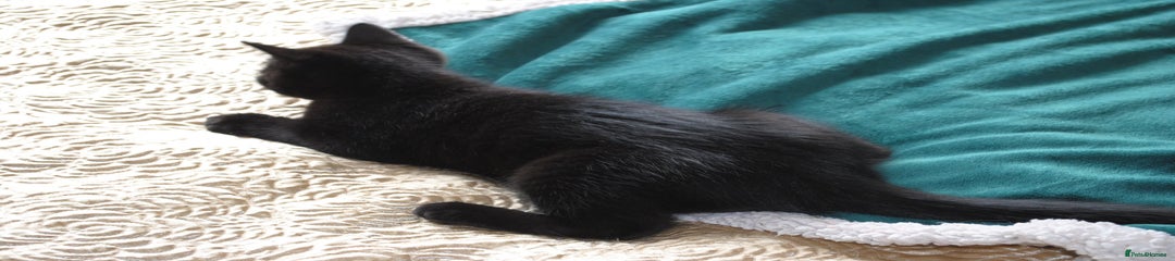 Mixed Breed Kitten 3