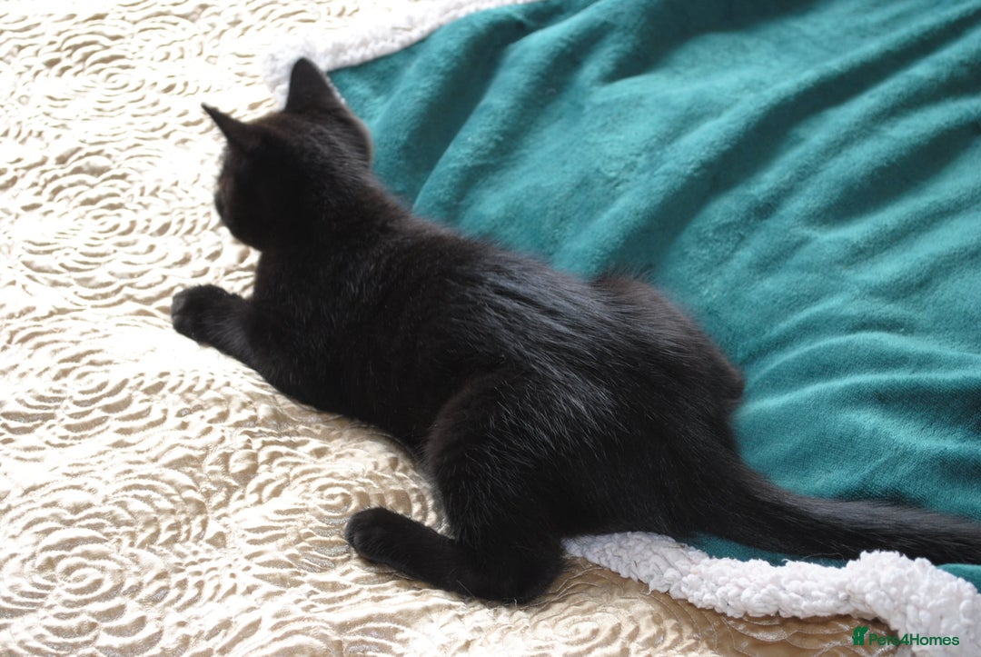 Mixed Breed cats for sale: Beautiful kittens available  - Image 9