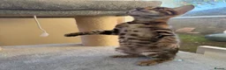 Bengal cats for sale: TICA 🔥 Pedigree health tested 🐾 Bengal Kittens  - Advert 23