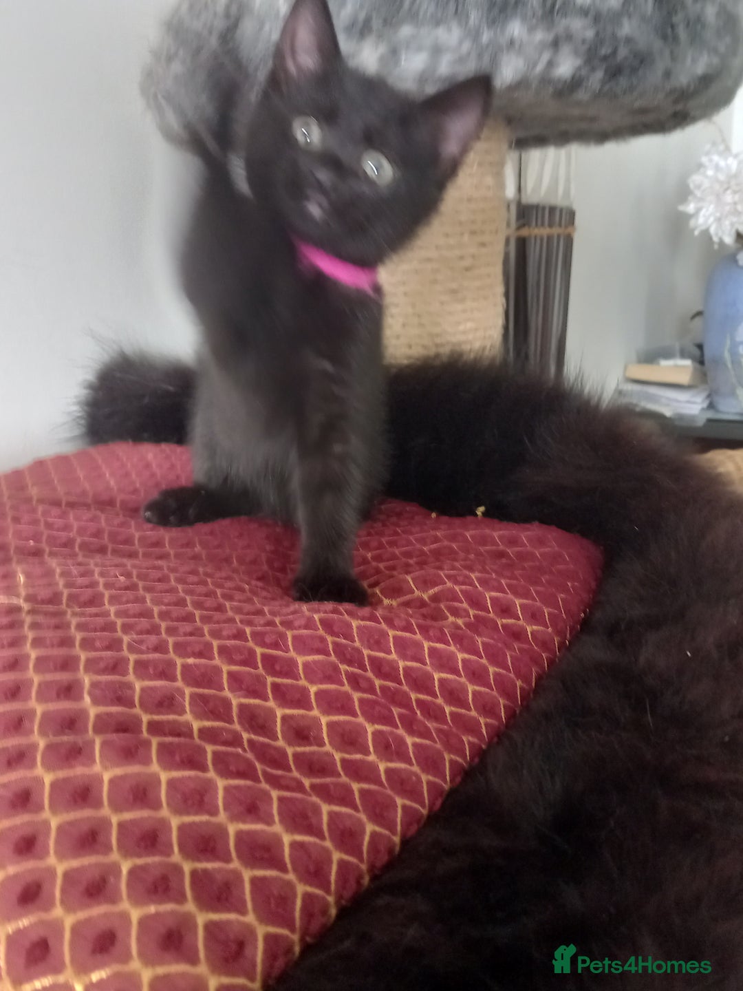 Domestic Shorthair cats for sale: 3 beautiful cuddley crazy kittens looking for you! - Image 3