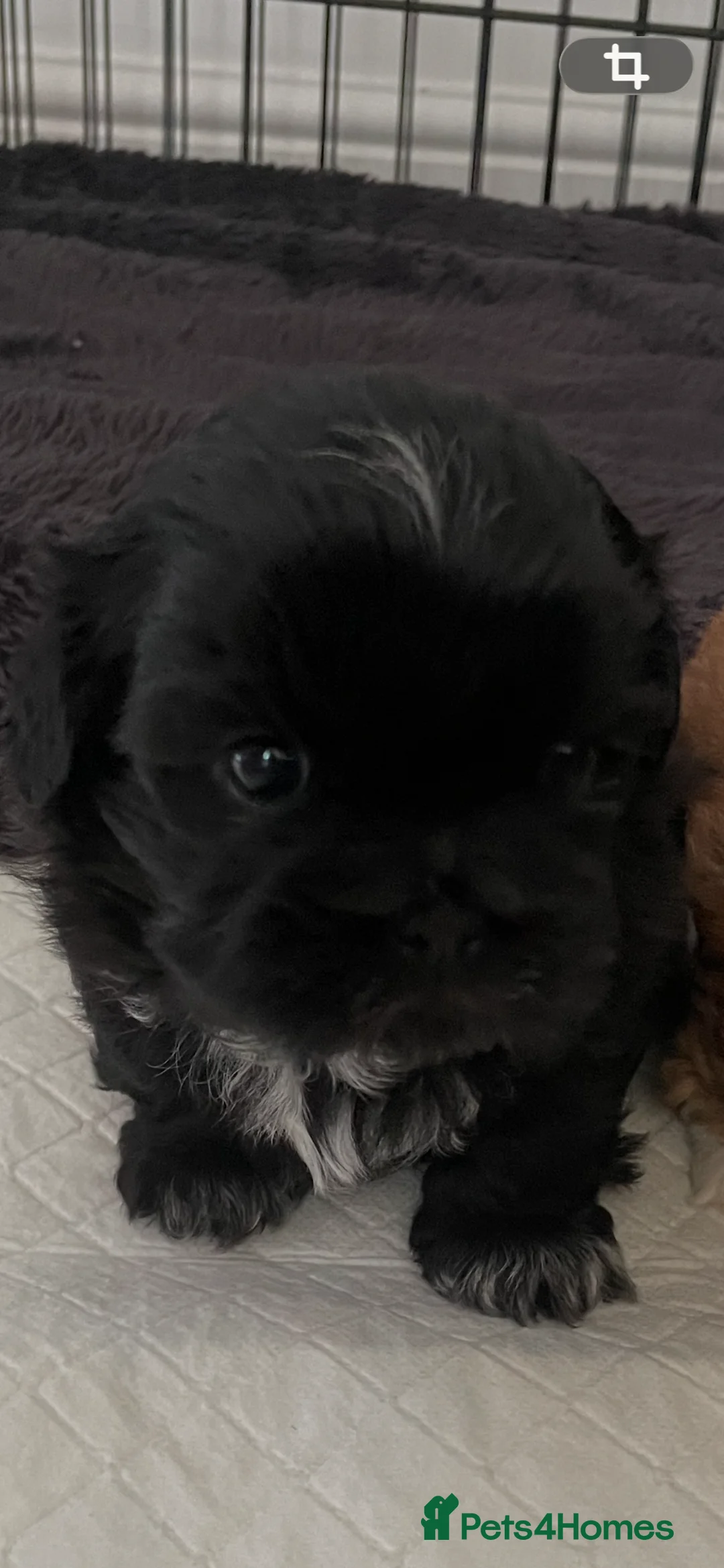Shih Tzu dogs for sale: Shih Tzu - Advert 3
