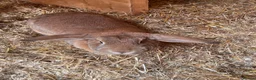 Mixed Breed rabbits for sale: 2 Female rabbits to be rehomed  - Advert 9