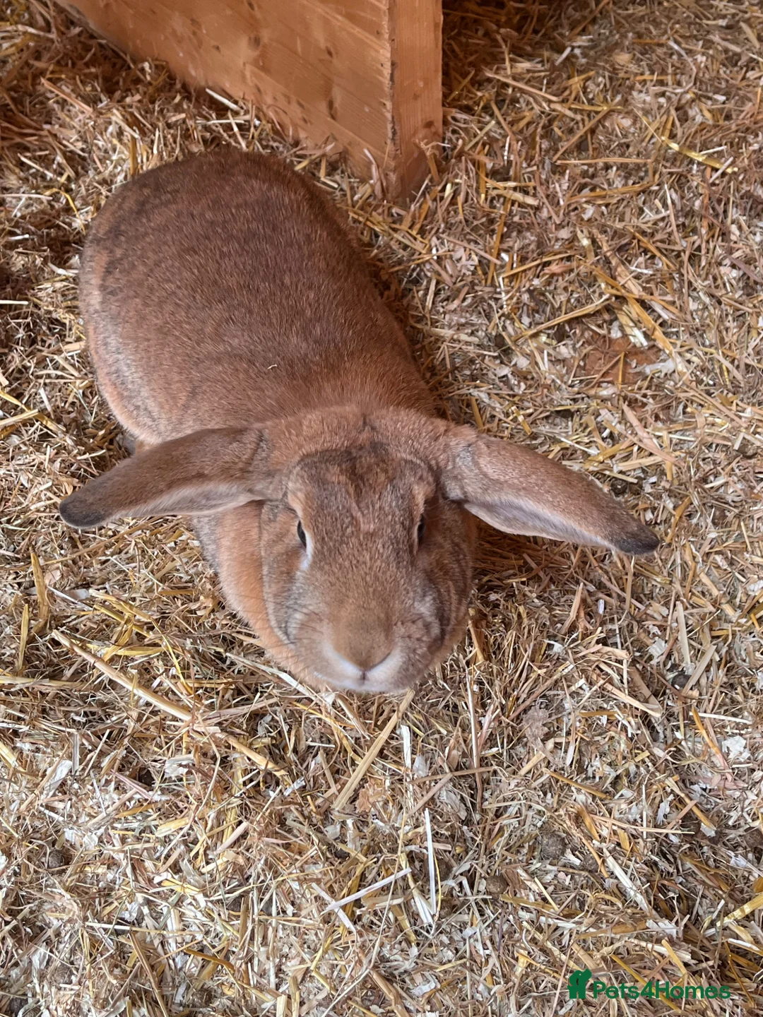 Mixed Breed rabbits for sale: 2 Female rabbits to be rehomed  - Advert 9