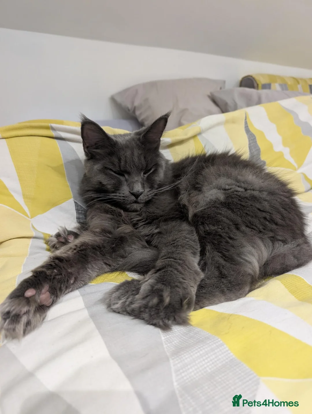 Maine Coon cats for sale: Beautiful Sapphire  - Advert 2