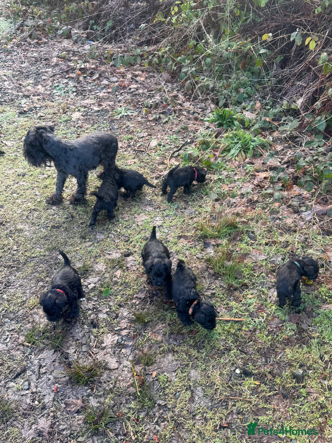 Miniature Schnauzer dogs for sale: Black miniature schnauzers  - Advert 2