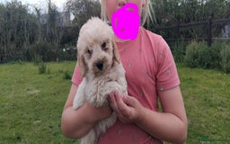 Cockapoo dogs for sale: 💖Beautiful F2B Cockerpoos 💖 - Image 5