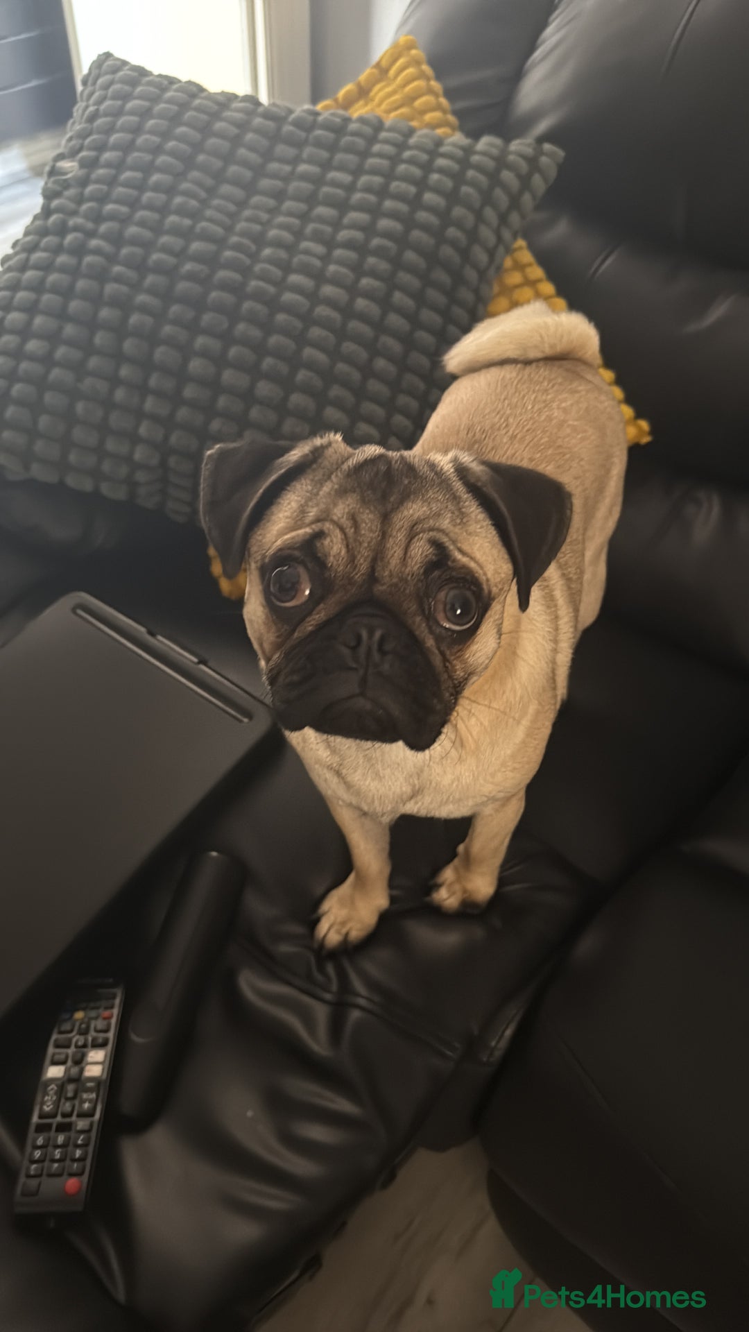 Pug dogs for sale: Beautiful boy  - Image 4