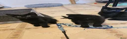 Mixed Breed cats for sale: 3 Playful Black Brother Kittens Looking for Homes - Advert 14