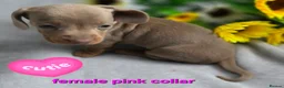 Dachshund dogs for sale: 8 Mini daxis smooth coat (kc reg optional) - Advert 11