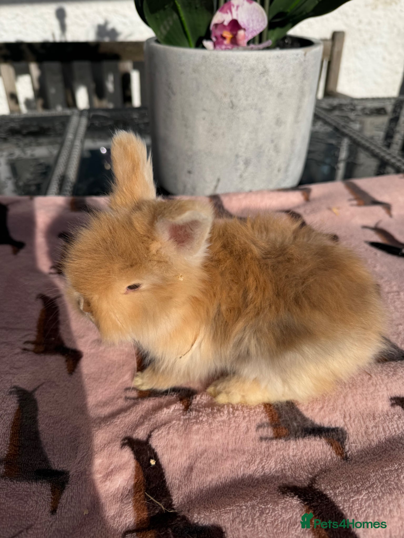 Angora rabbits for sale: Angora buns - Advert 15