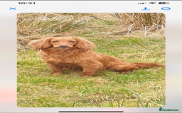 Cocker Spaniel dogs for sale: Cocker Spaniel Puppies - Image 20
