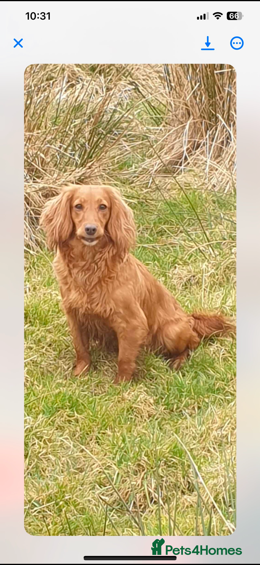 Cocker Spaniel dogs for sale: Cocker Spaniel Puppies - Image 20