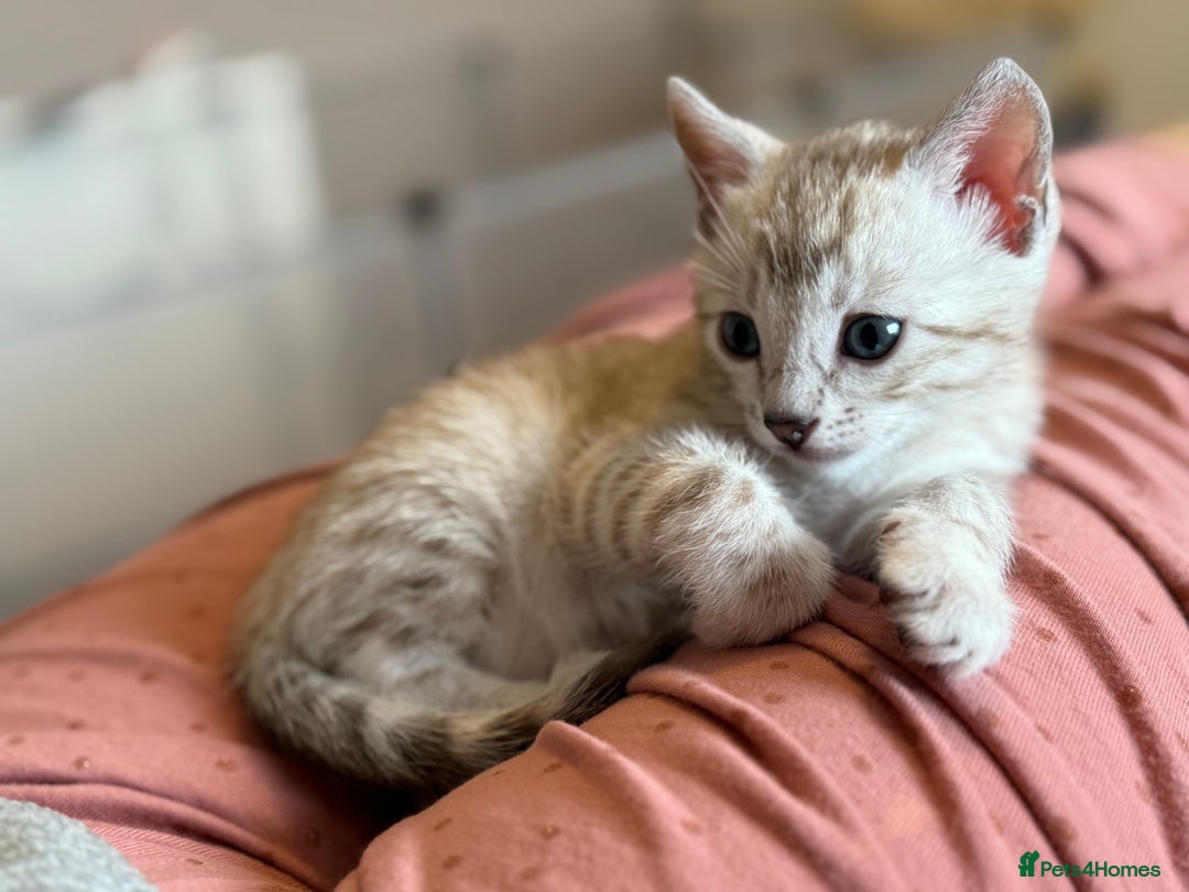 Bengal cats for sale: 💙Stunning Silver Mink Bengal TICA registered  - Image 8