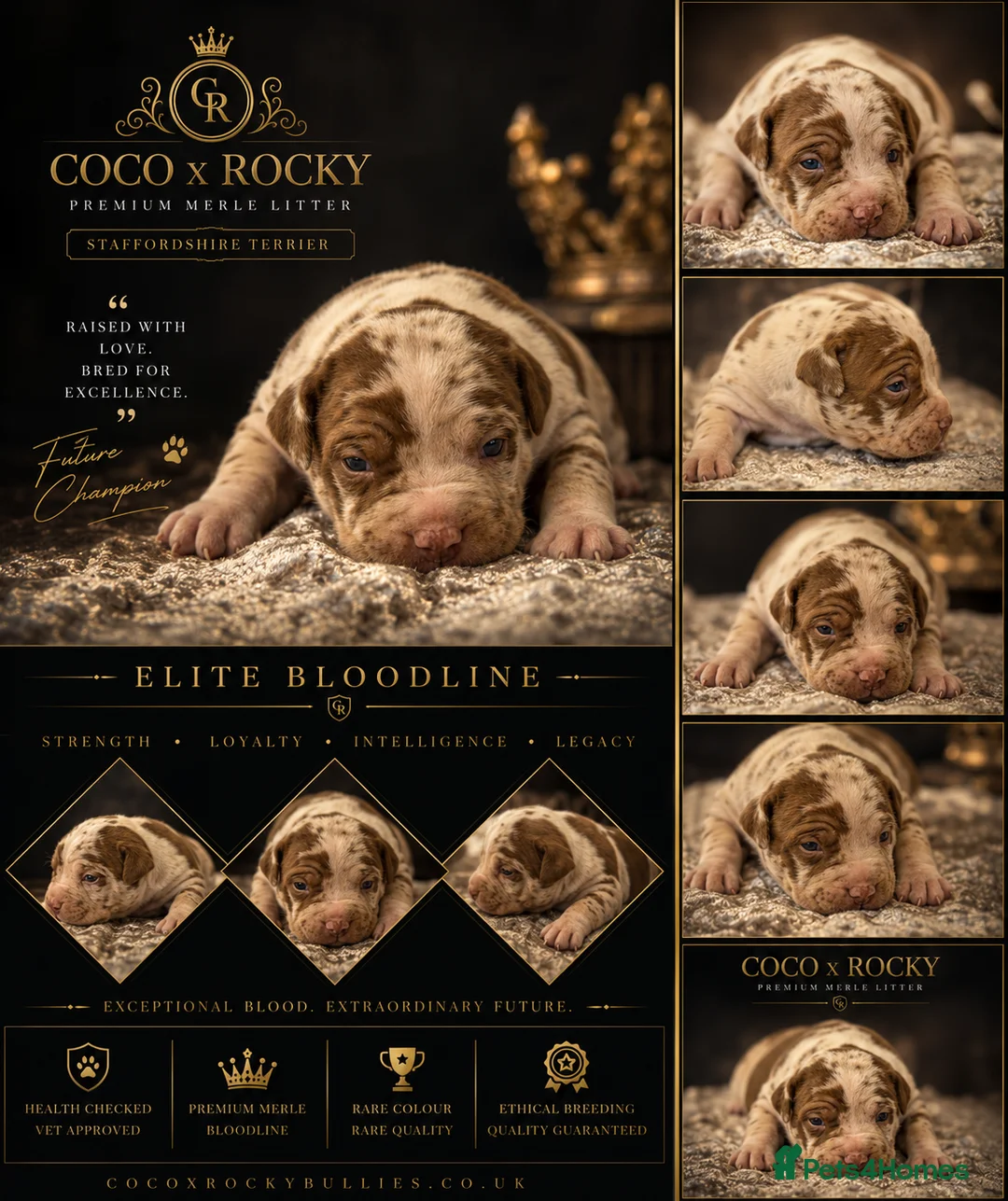 Staffordshire Bull Terrier dogs for sale: HOUSEOFLEGACY-Premium Merle Staffordshire Terriers - Advert 1
