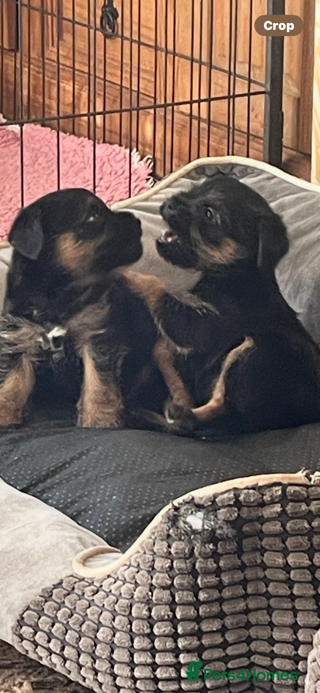 Border Terrier dogs for sale: Border Terrier puppies  - Image 6