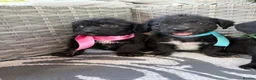 Mixed Breed dogs for sale: Cavajack puppy’s  - Advert 14