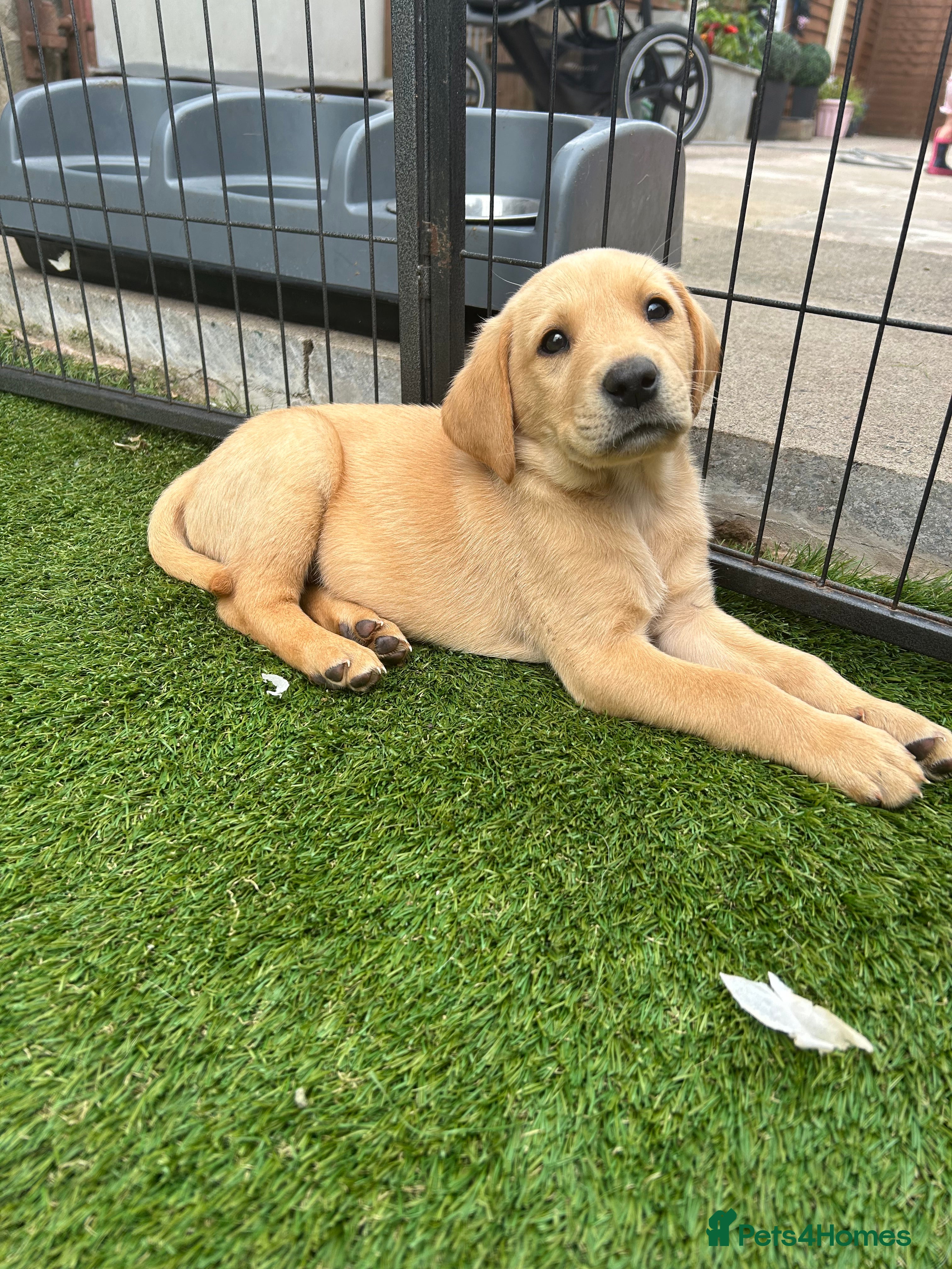 Labrador Retriever dogs Two boys & one girl, ready 1st August.  - Advert 2