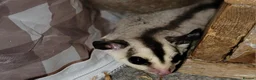 Sugar Glider rodents for sale: Lonely male sugar glider joey looking for a friend - Advert 7