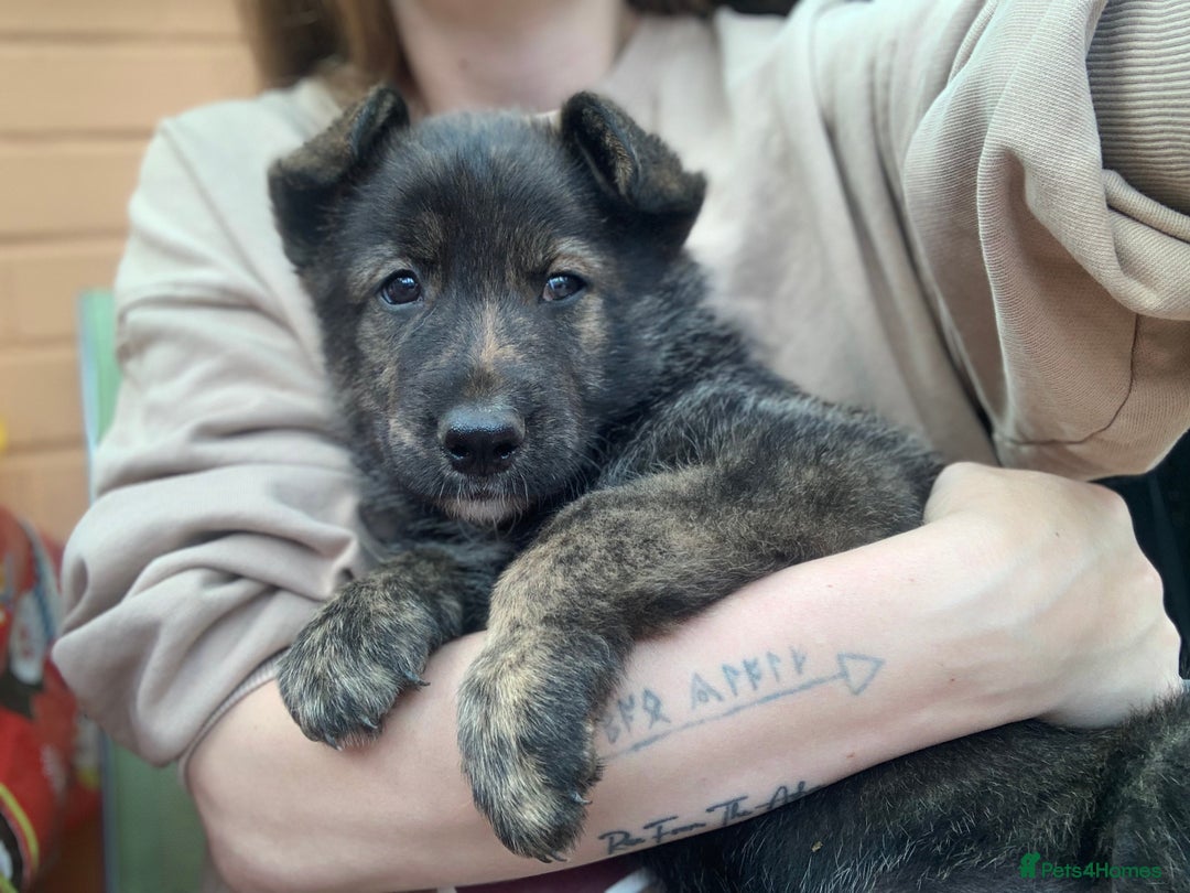 Mixed Breed dogs for sale: German Shepard X Dutch Herder Puppies - Image 28