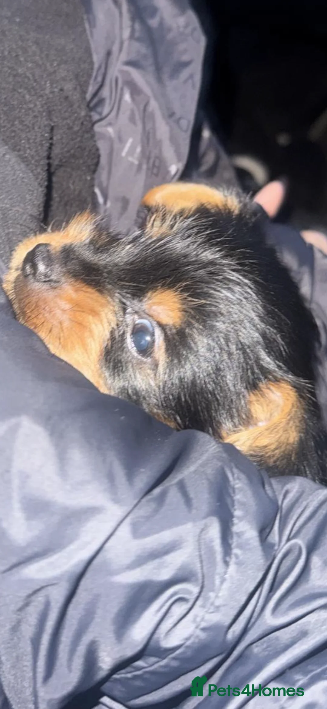 Yorkshire Terrier dogs for sale: Louise in Birmingham - Advert 2